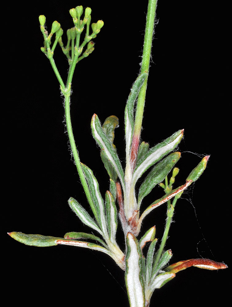 Flora of Eastern Washington Image: Eriogonum microthecum