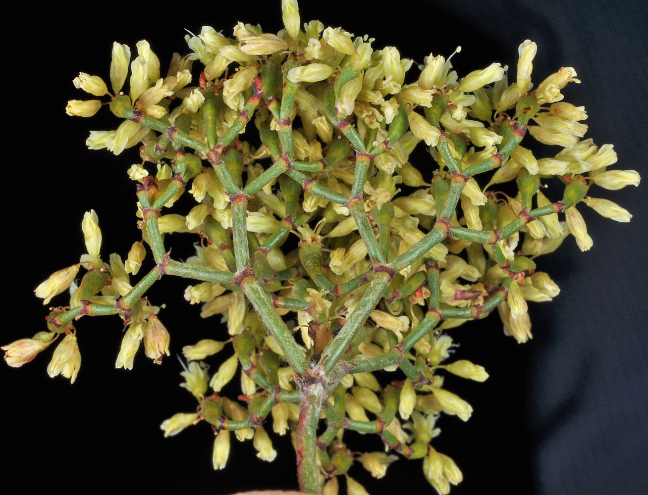 Flora of Eastern Washington Image: Eriogonum microthecum