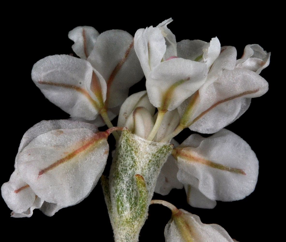 Flora of Eastern Washington Image: Eriogonum niveum