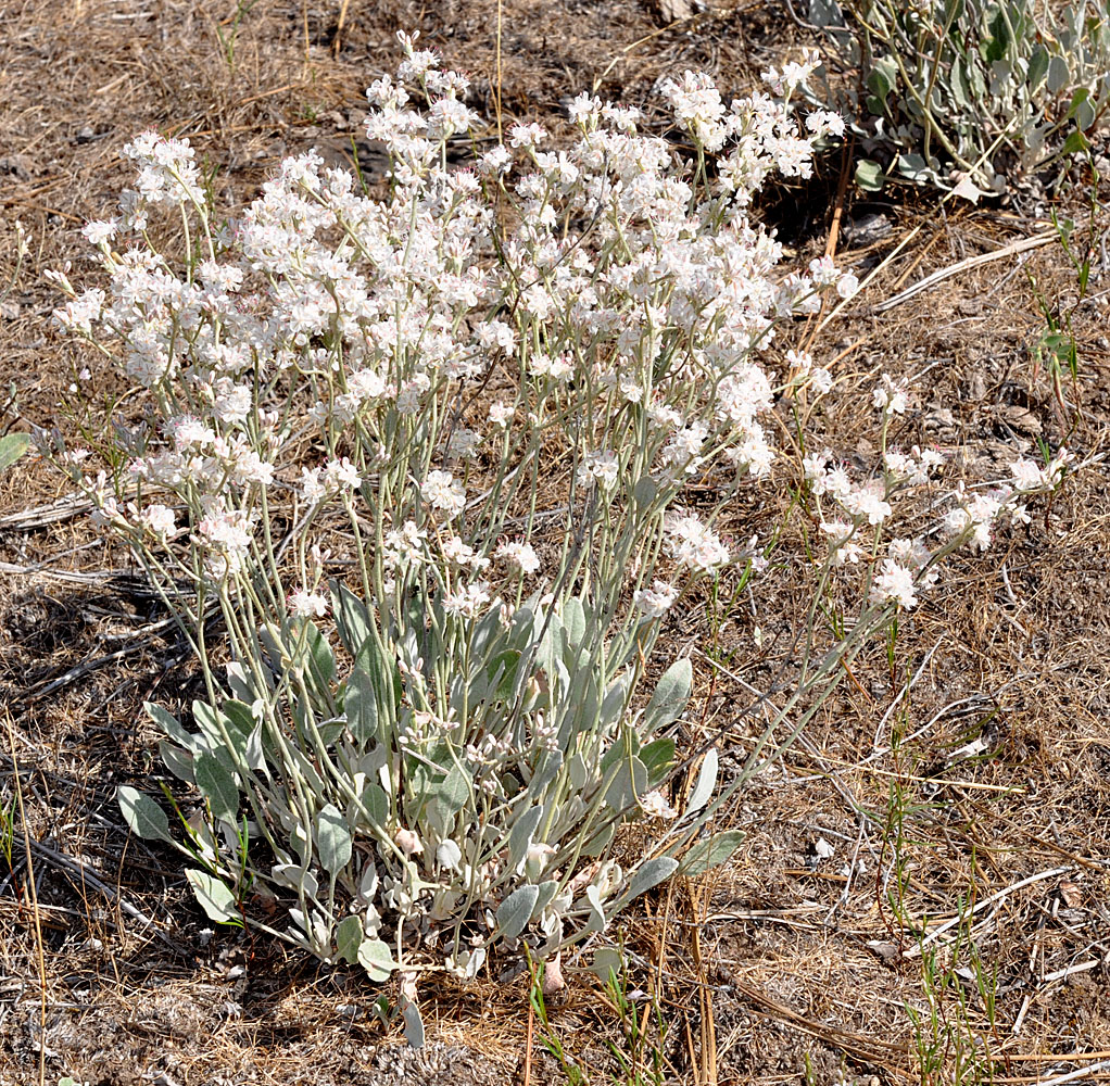 Flora of Eastern Washington Image: Eriogonum niveum