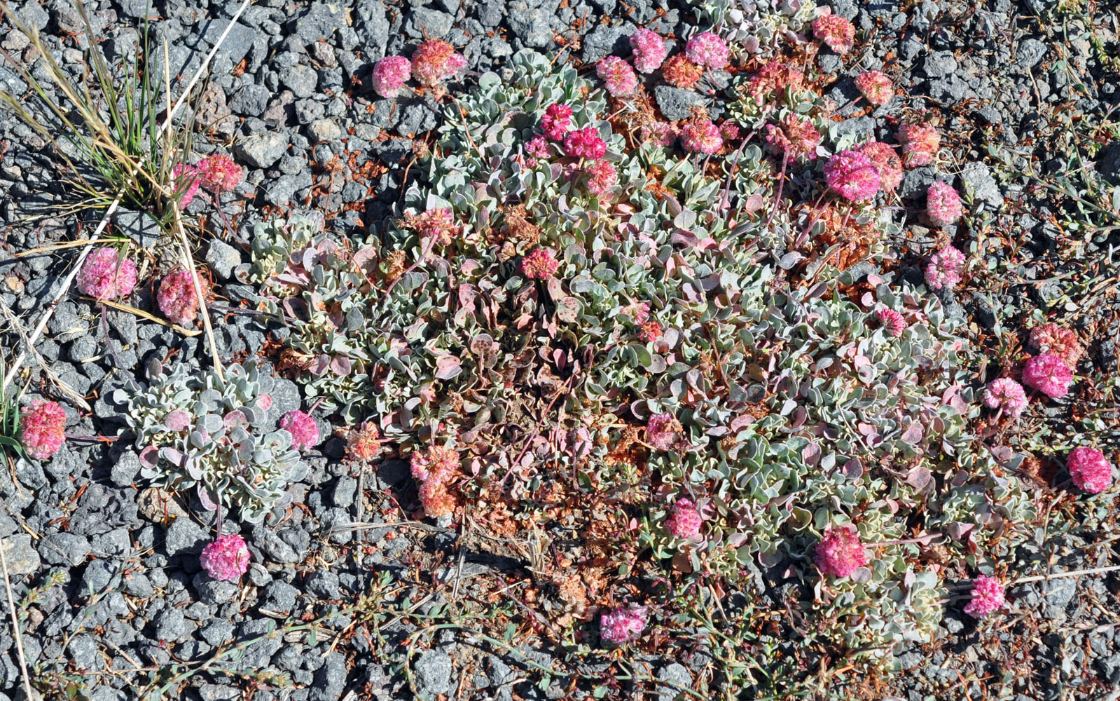 Flora of Eastern Washington Image: Eriogonum ovalifolium