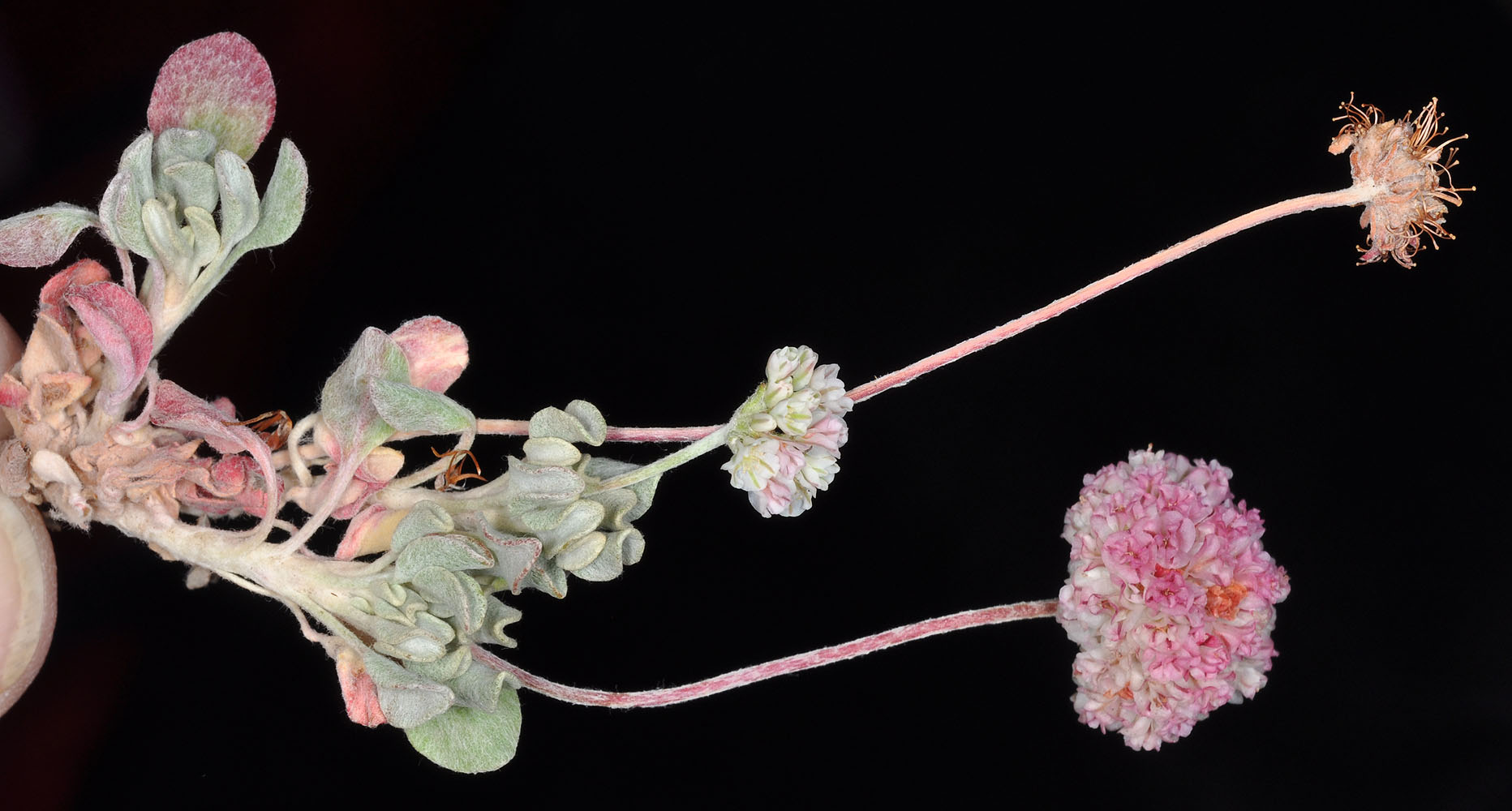 Flora of Eastern Washington Image: Eriogonum ovalifolium