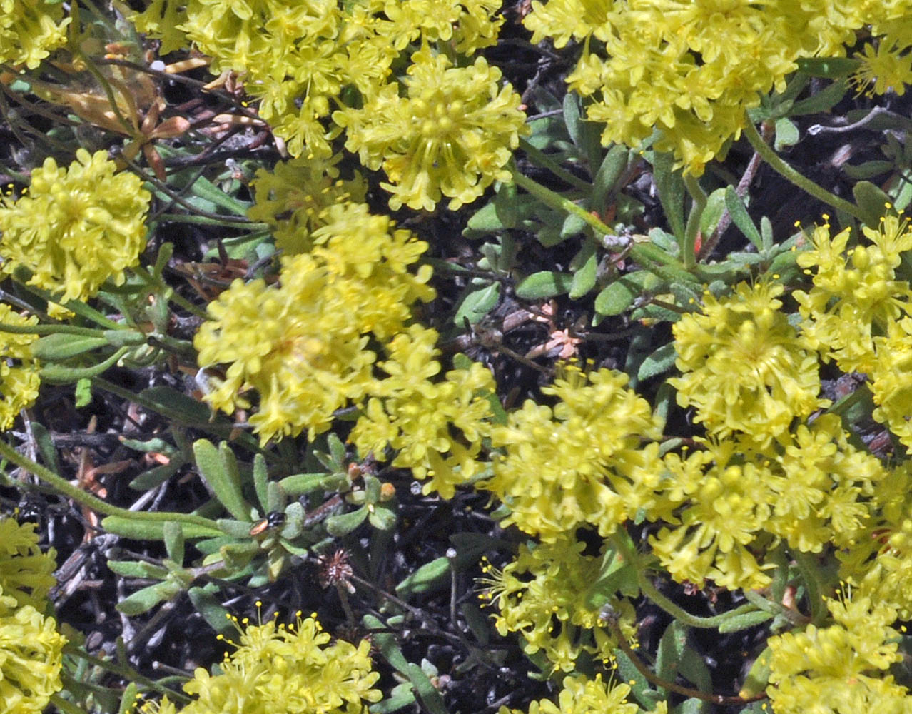 Flora of Eastern Washington Image: Eriogonum sphaerocephalum