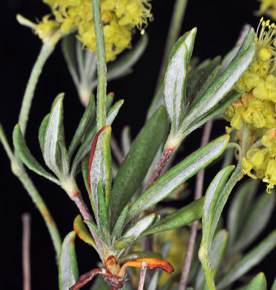Flora of Eastern Washington Image: Eriogonum sphaerocephalum