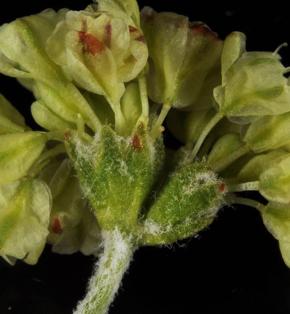 Flora of Eastern Washington Image: Eriogonum strictum
