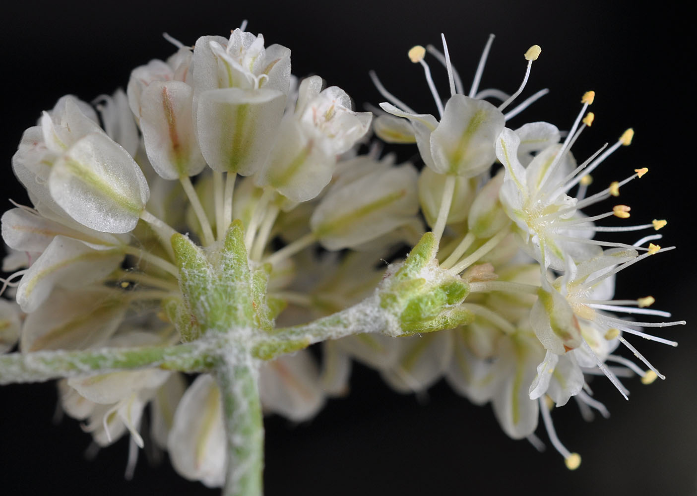 Flora of Eastern Washington Image: Eriogonum strictum
