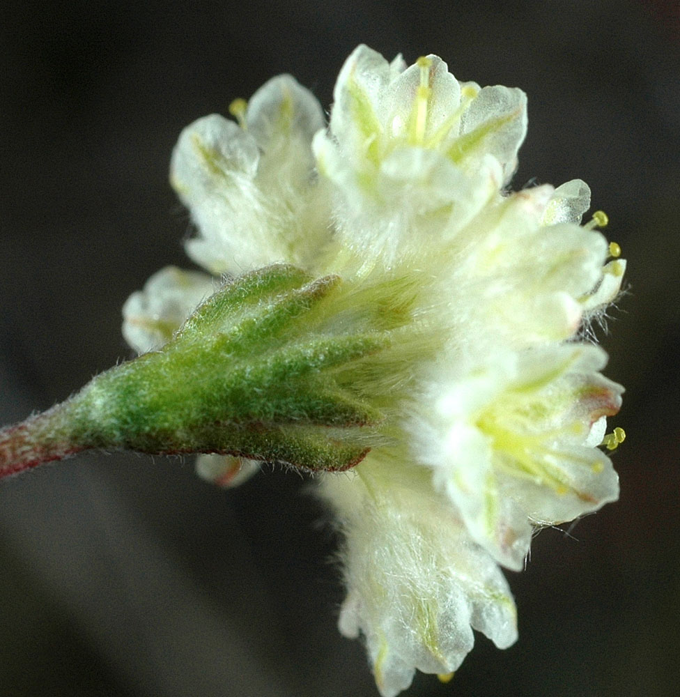 Flora of Eastern Washington Image: Eriogonum thymoides