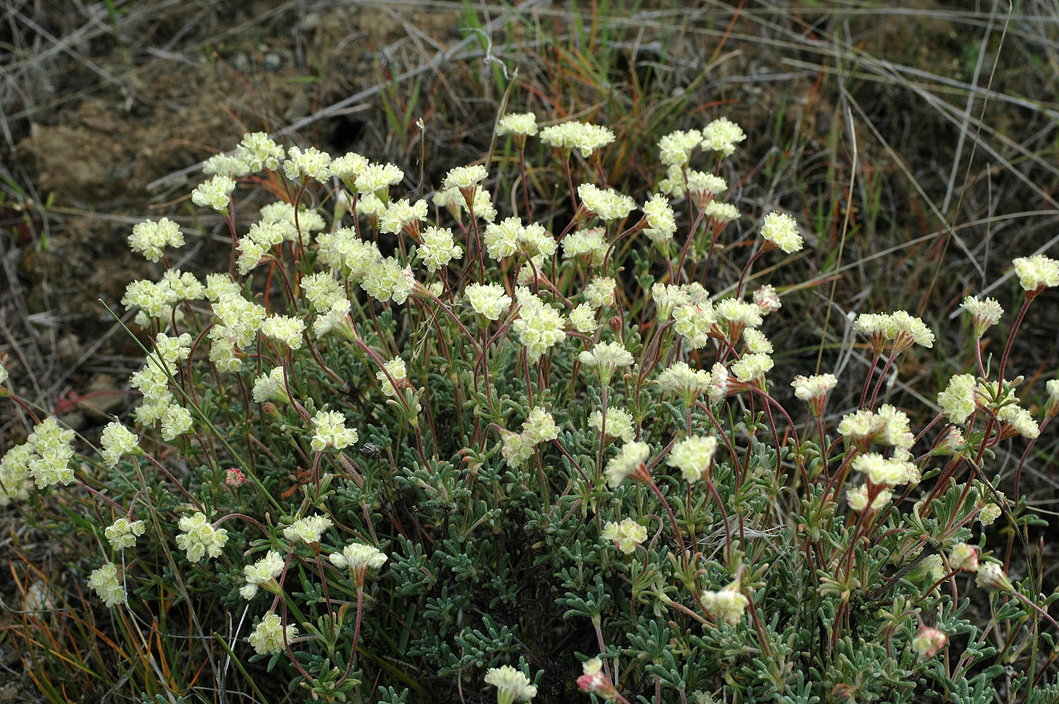 Flora of Eastern Washington Image: Eriogonum thymoides