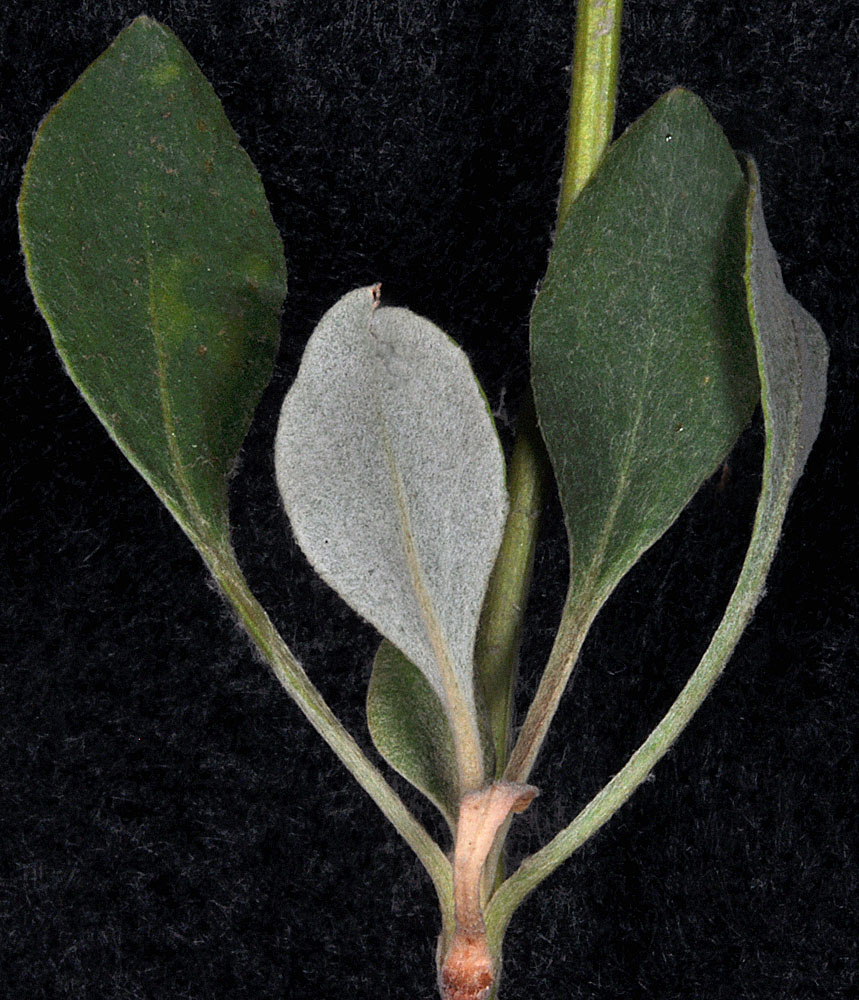 Flora of Eastern Washington Image: Eriogonum umbellatum
