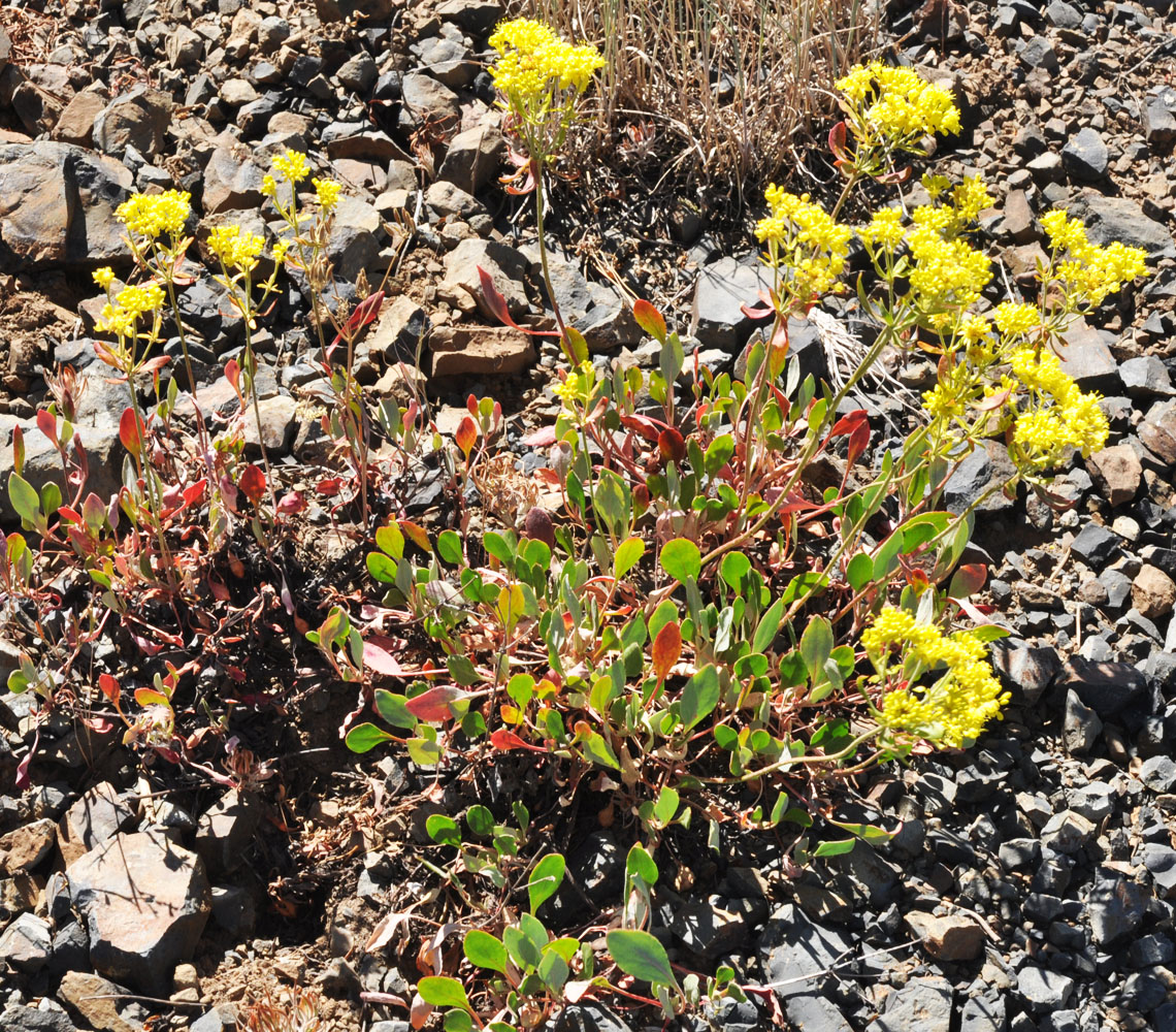 Flora of Eastern Washington Image: Eriogonum umbellatum
