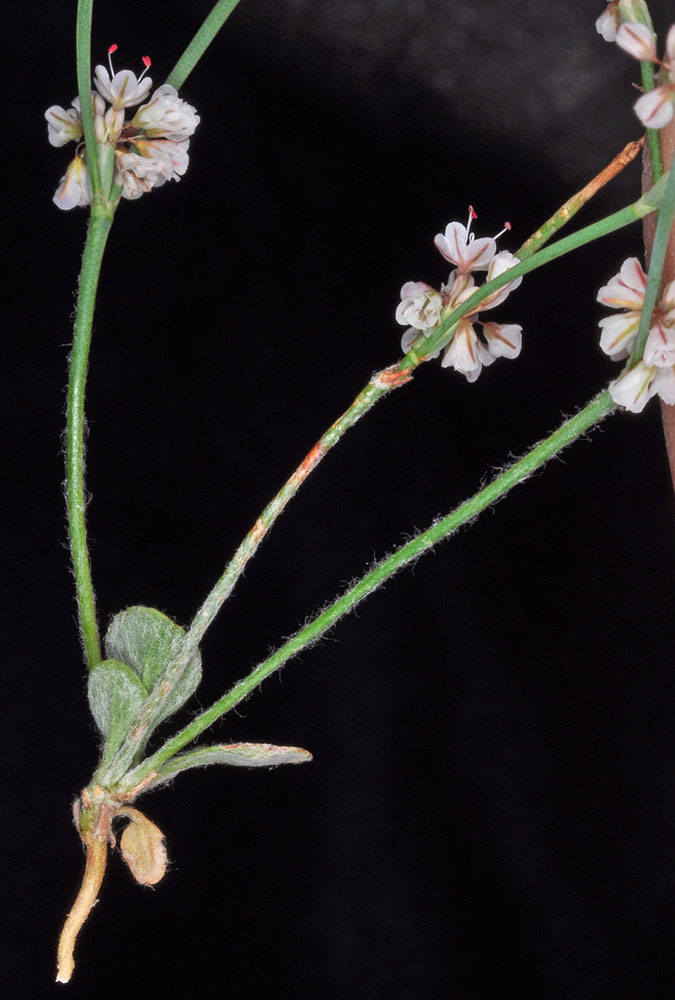 Flora of Eastern Washington Image: Eriogonum vimineum