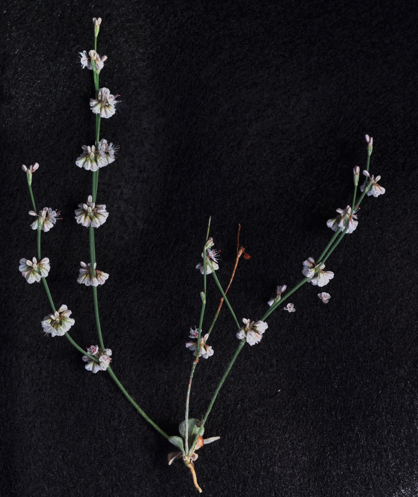 Flora of Eastern Washington Image: Eriogonum vimineum