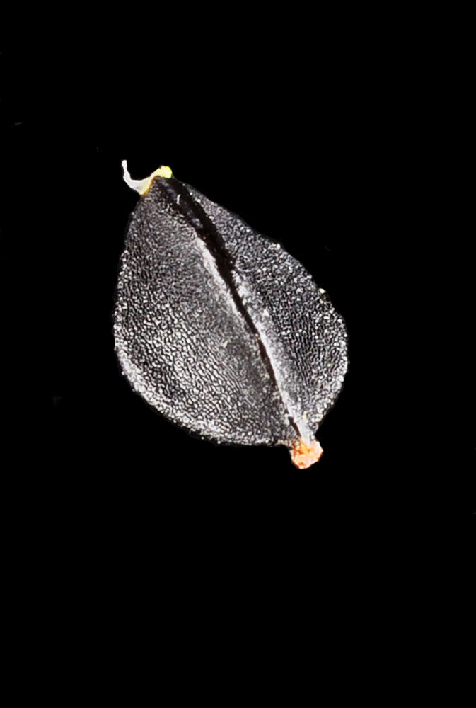 Flora of Eastern Washington Image: Fallopia convolvulus