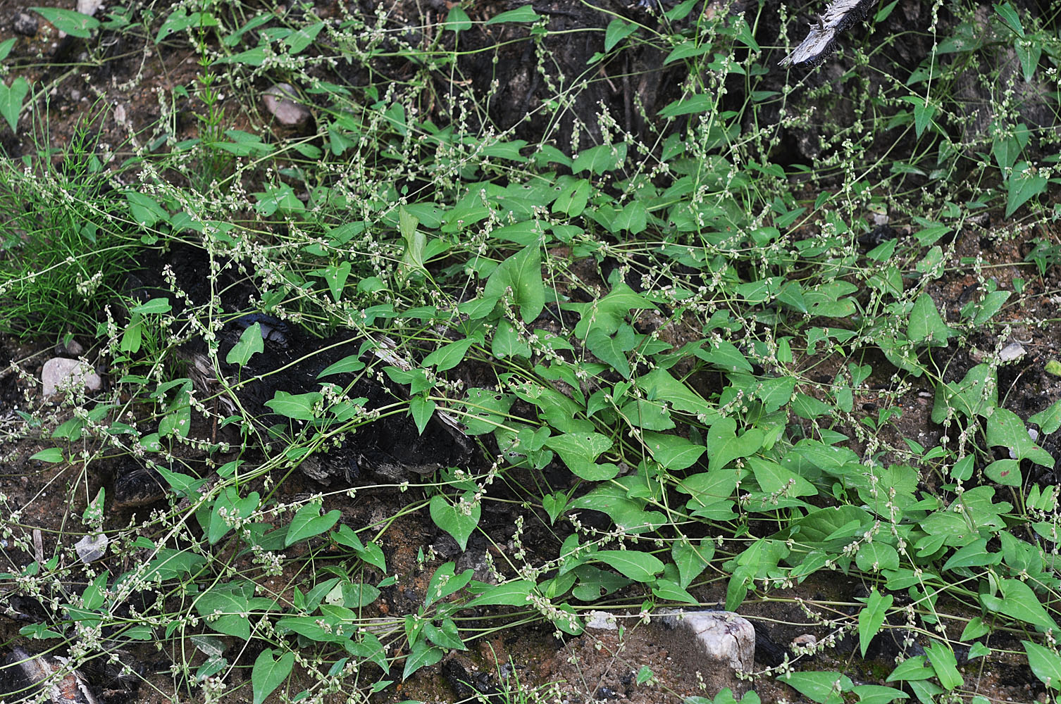 Flora of Eastern Washington Image: Fallopia convolvulus