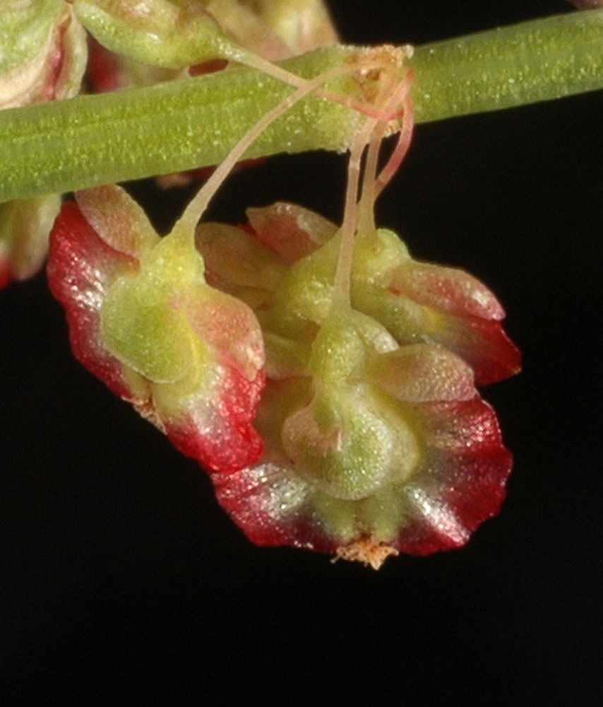 Flora of Eastern Washington Image: Oxyria digyna