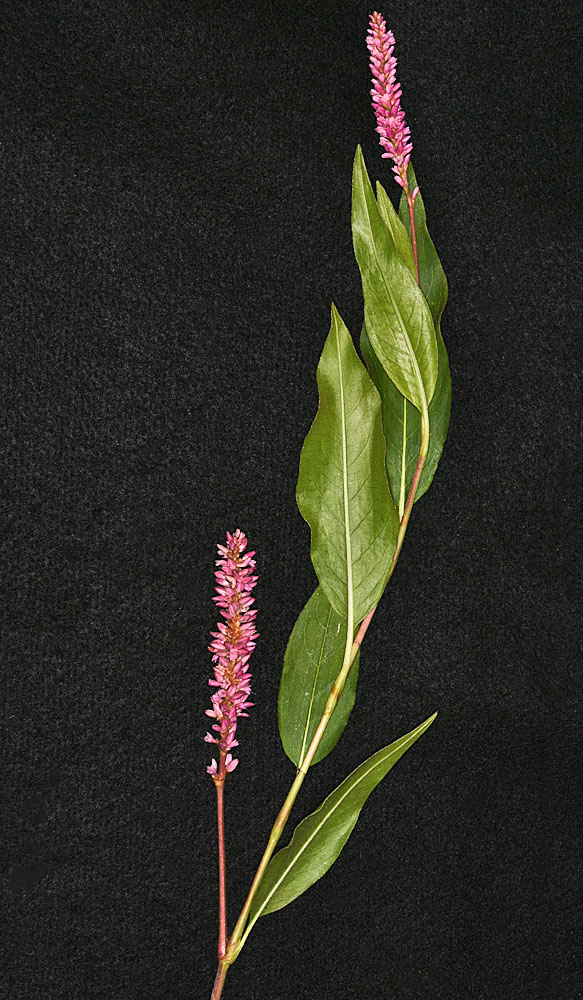 Flora of Eastern Washington Image: Persicaria amphibia