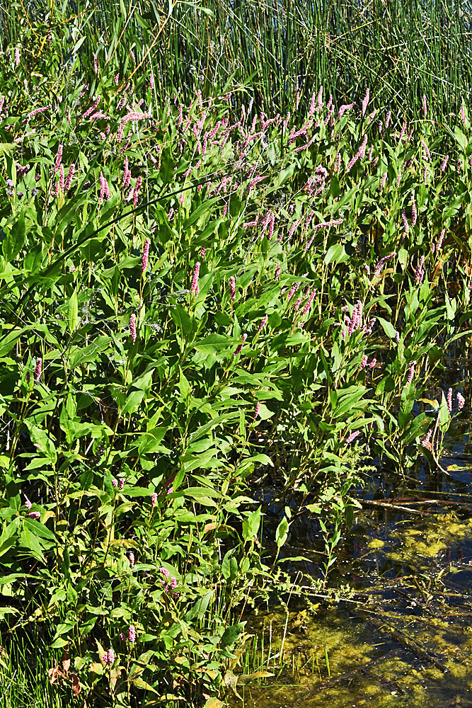 Flora of Eastern Washington Image: Persicaria amphibia