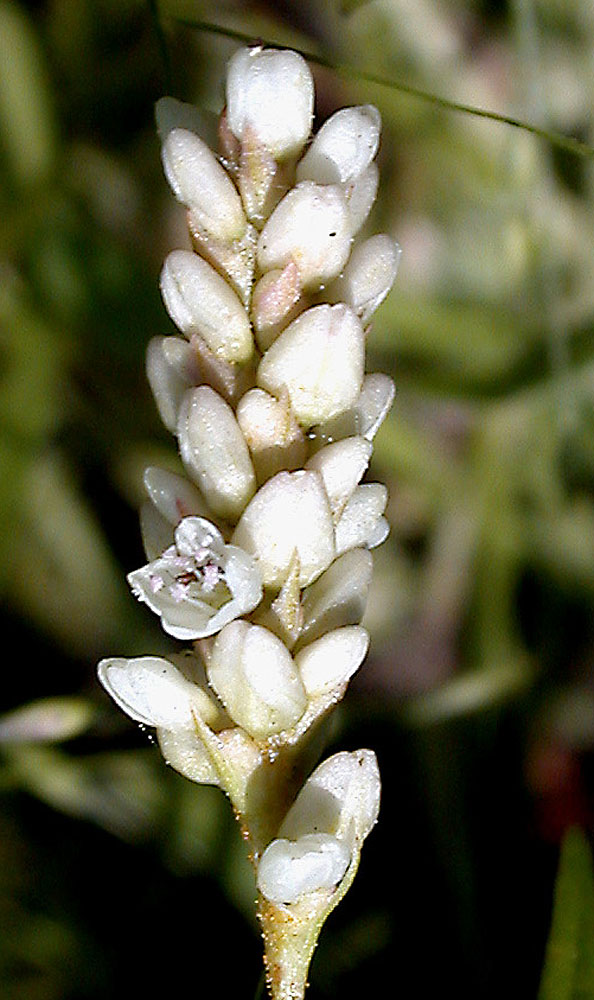 Flora of Eastern Washington Image: Persicaria lapathifolia