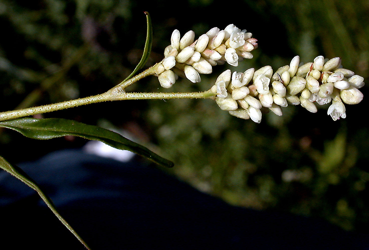 Flora of Eastern Washington Image: Persicaria lapathifolia