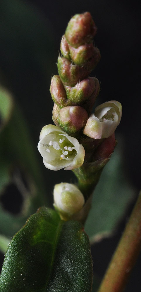 Flora of Eastern Washington Image: Persicaria maculosa