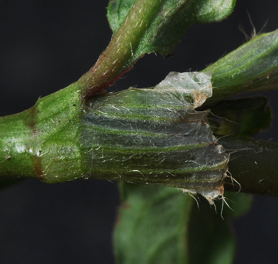 Flora of Eastern Washington Image: Persicaria maculosa