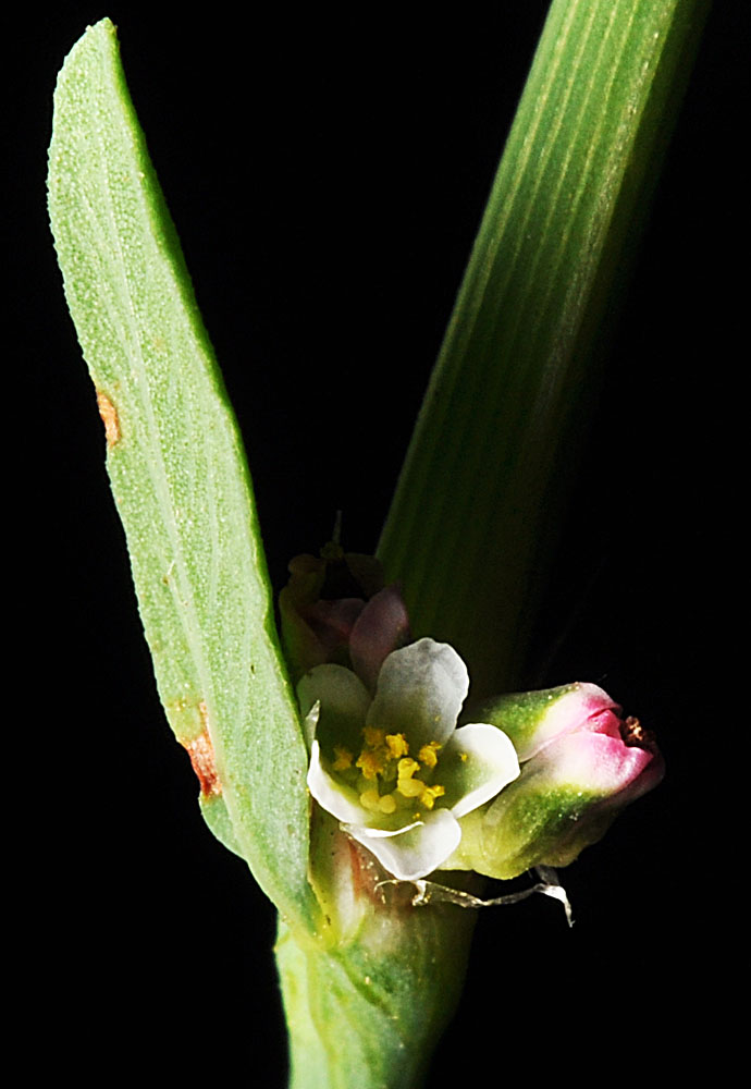 Flora of Eastern Washington Image: Polygonum aviculare