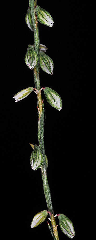 Flora of Eastern Washington Image: Polygonum douglasii