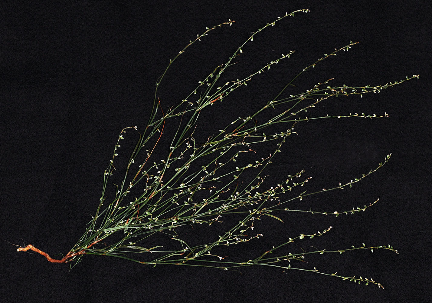 Flora of Eastern Washington Image: Polygonum douglasii