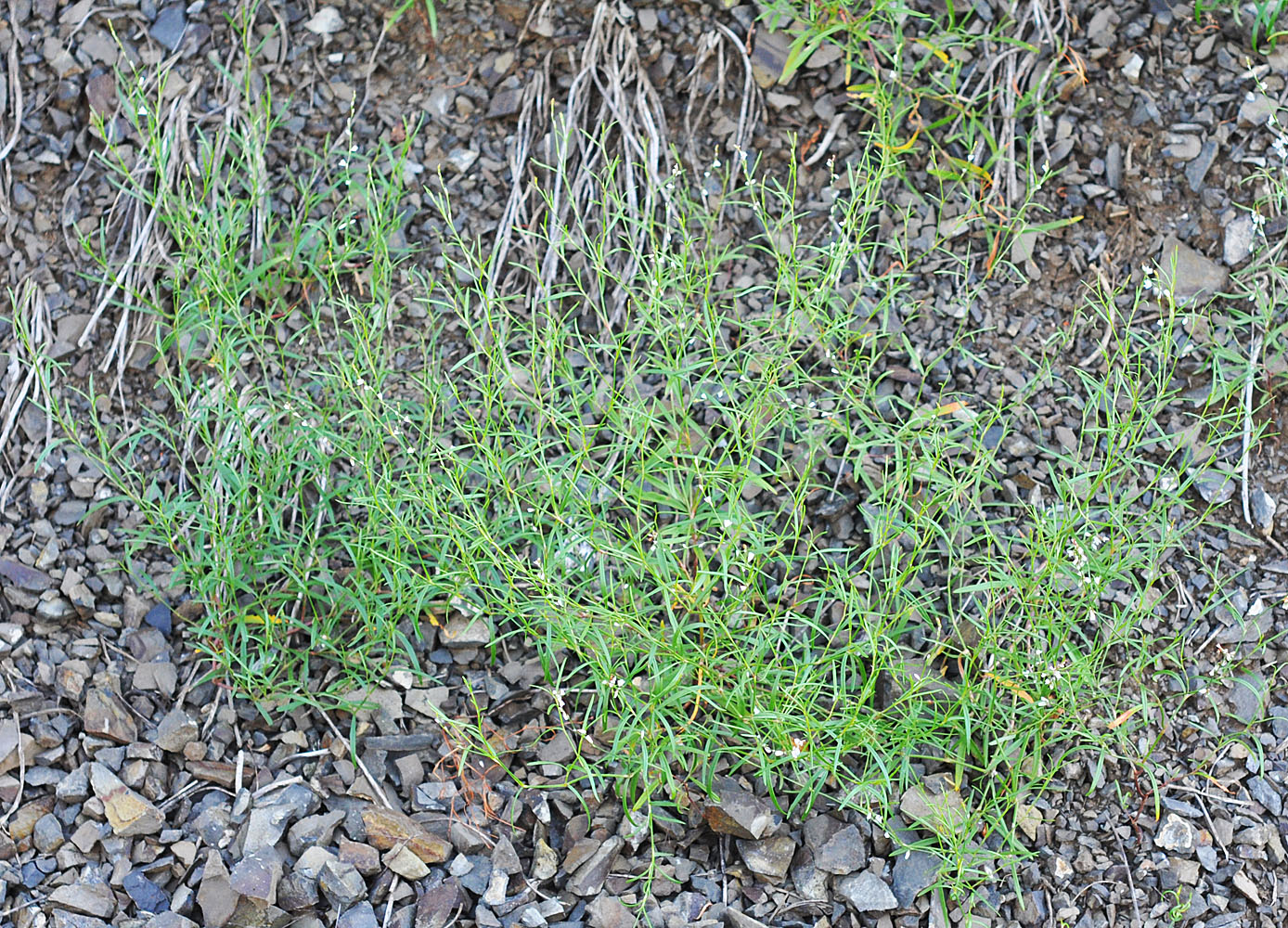 Flora of Eastern Washington Image: Polygonum majus