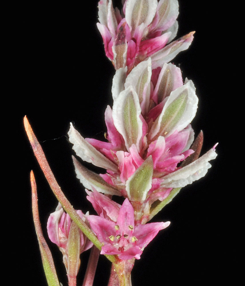 Flora of Eastern Washington Image: Polygonum polygaloides
