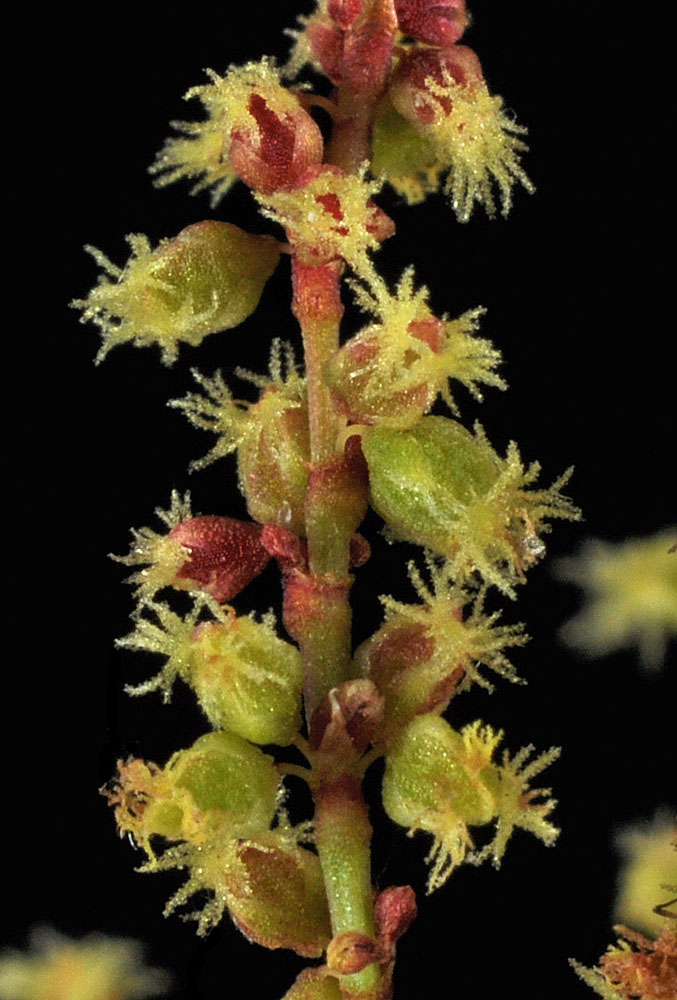 Flora of Eastern Washington Image: Rumex acetosella