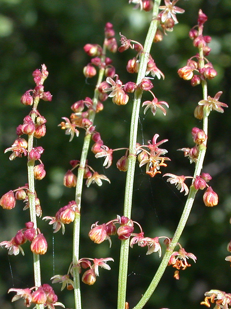 Flora of Eastern Washington Image: Rumex acetosella