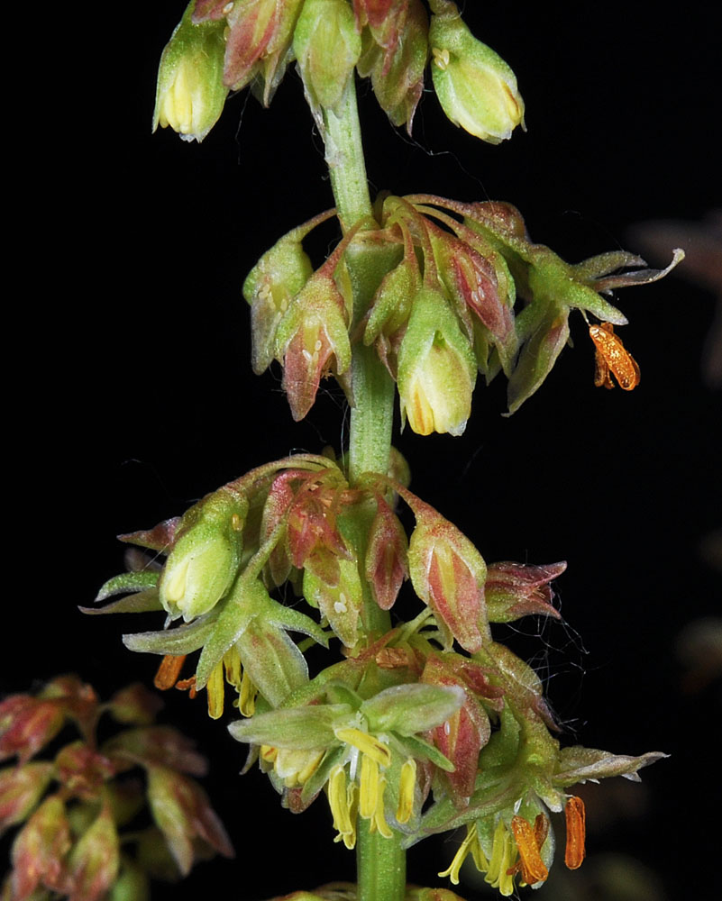 Flora of Eastern Washington Image: Rumex crispus