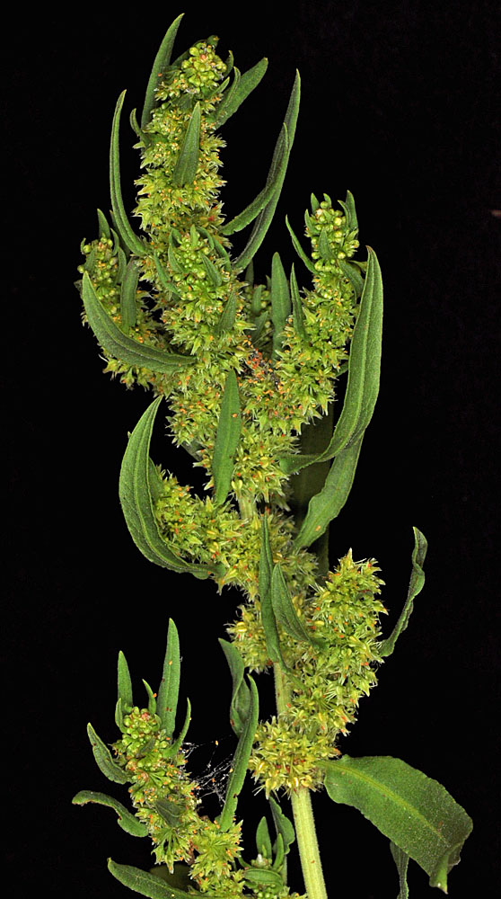 Flora of Eastern Washington Image: Rumex fueginus