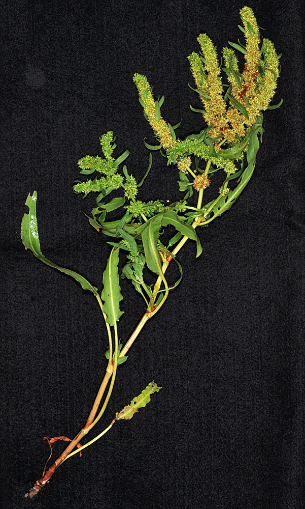Flora of Eastern Washington Image: Rumex fueginus