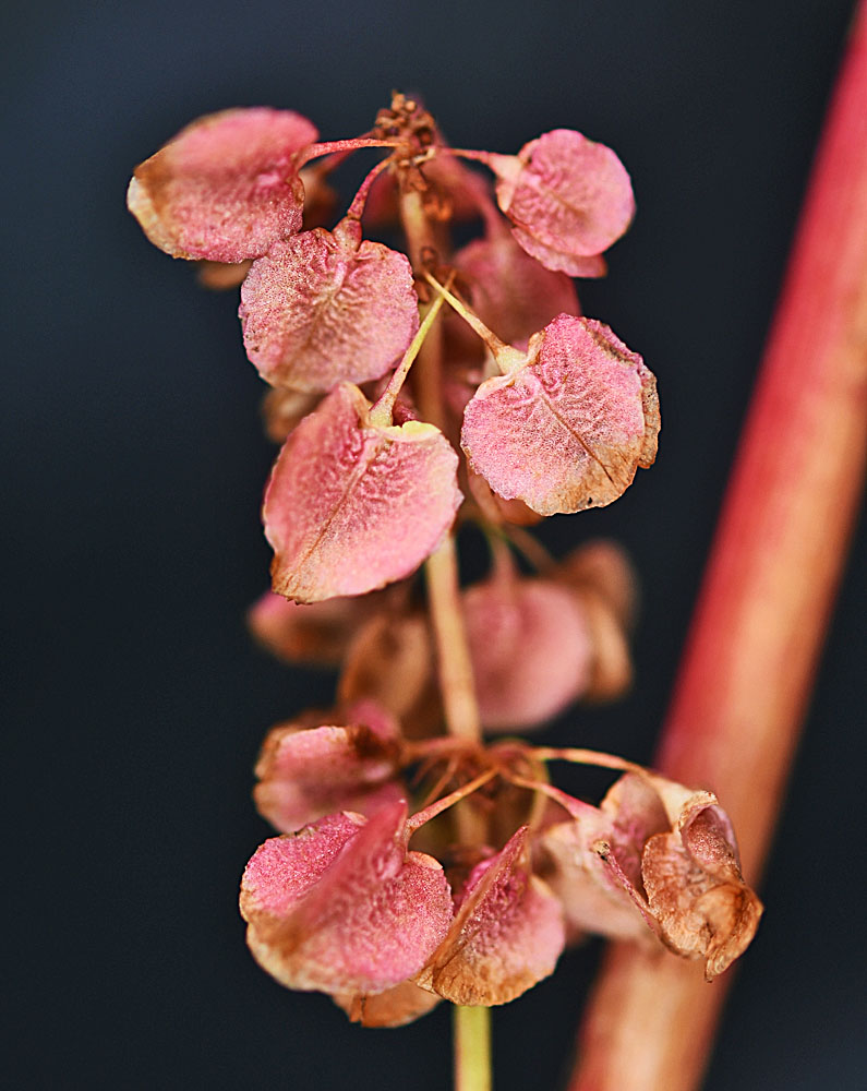 Flora of Eastern Washington Image: Rumex occidentalis