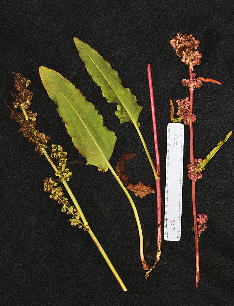 Flora of Eastern Washington Image: Rumex occidentalis