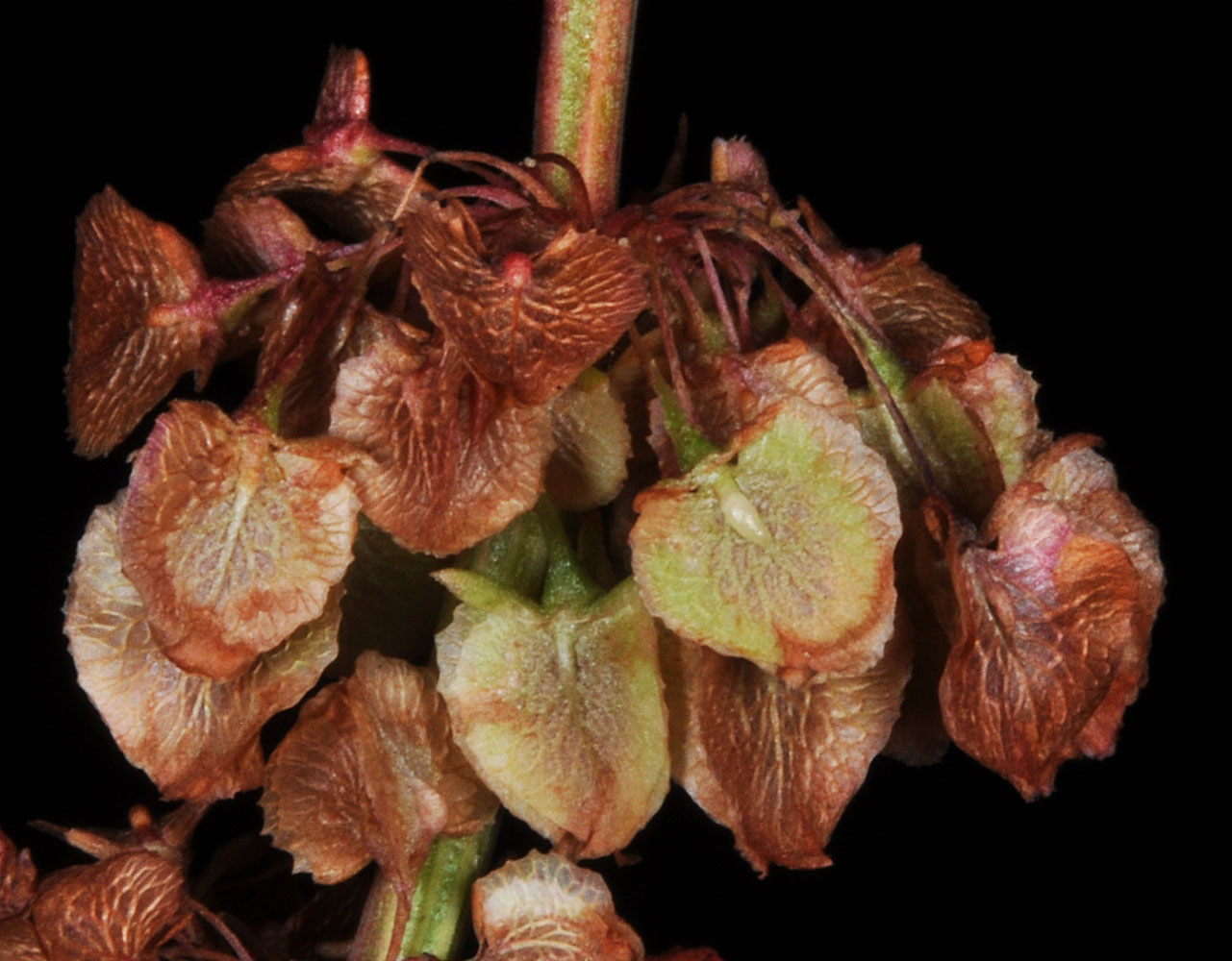Flora of Eastern Washington Image: Rumex patientia