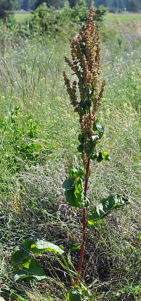 Flora of Eastern Washington Image: Rumex patientia