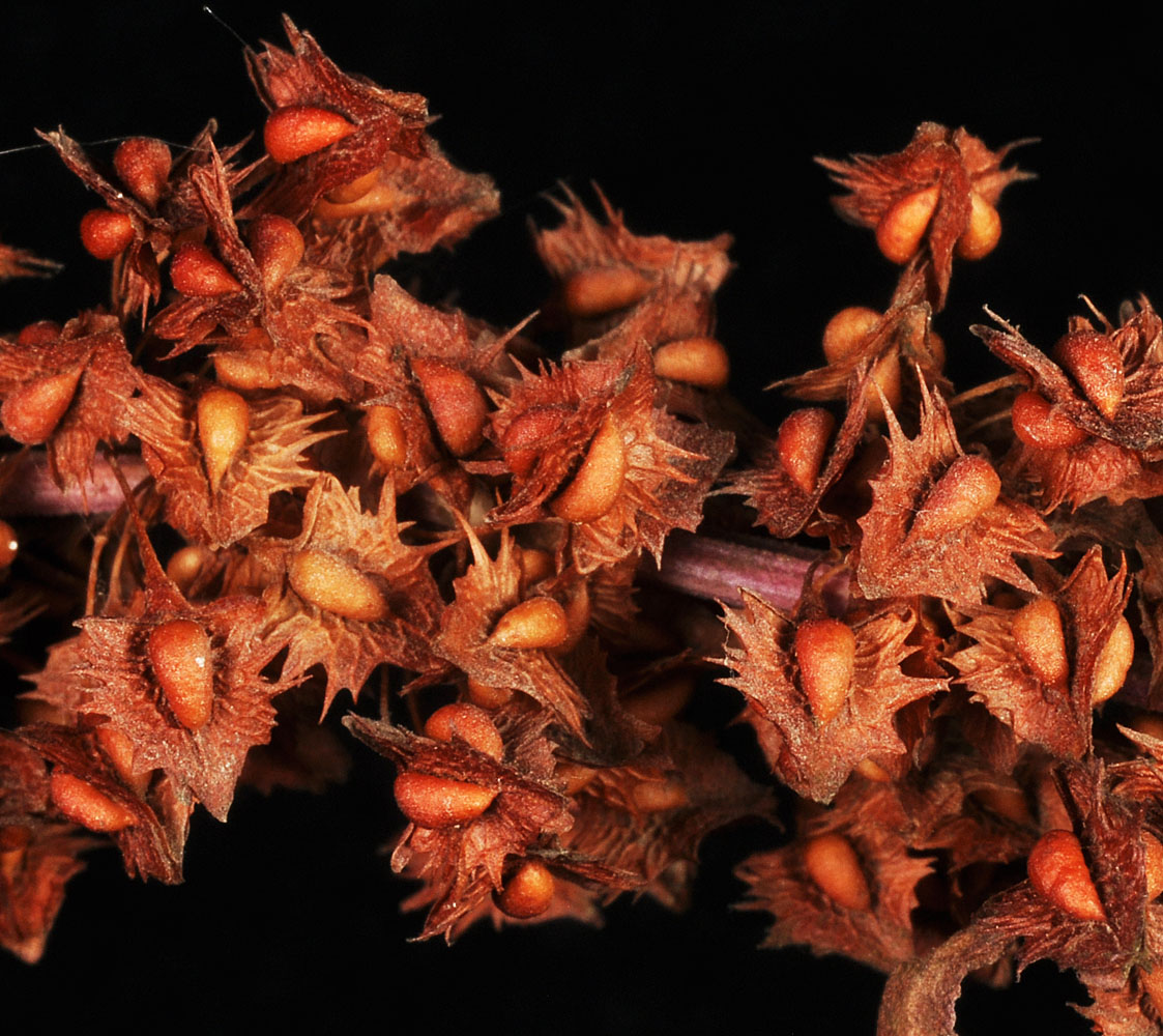 Flora of Eastern Washington Image: Rumex stenophyllus