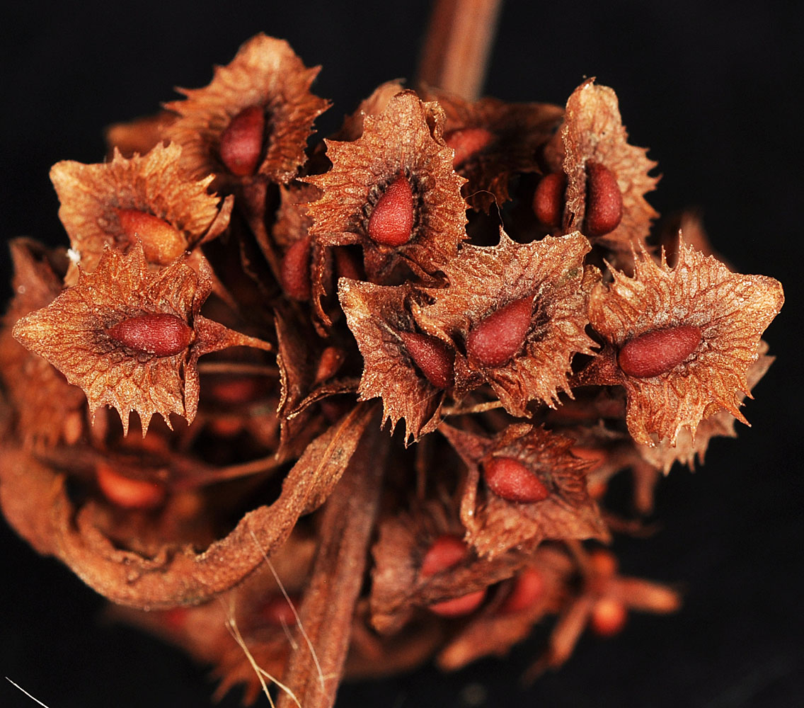 Flora of Eastern Washington Image: Rumex stenophyllus