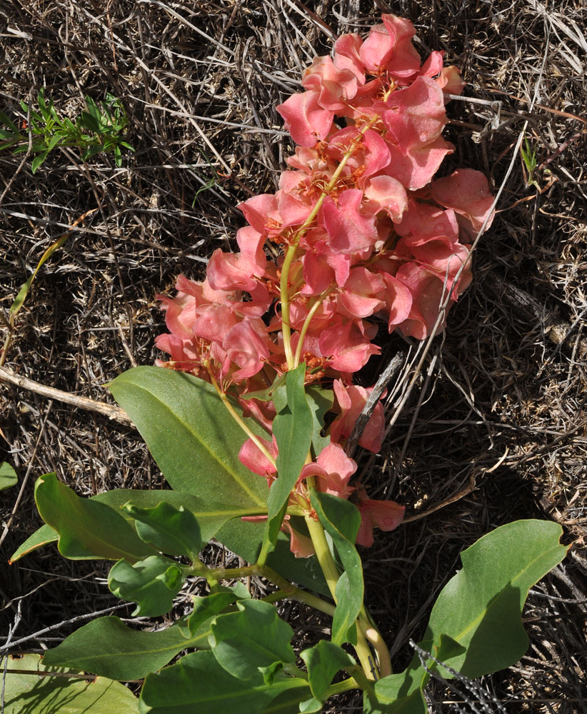 Flora of Eastern Washington Image: Rumex venosus