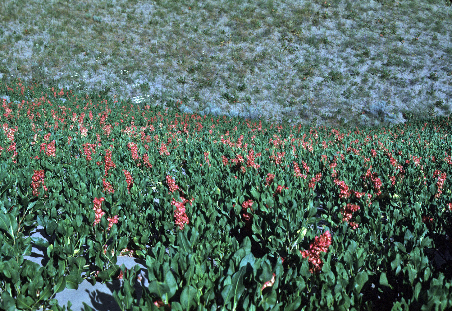 Flora of Eastern Washington Image: Rumex venosus