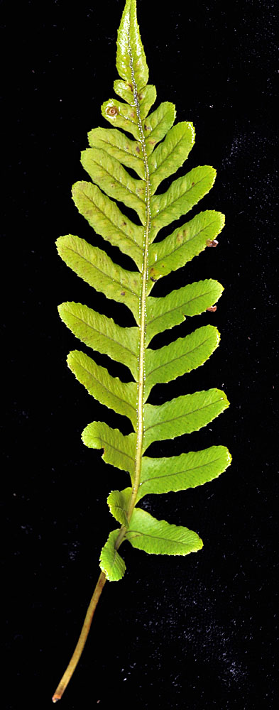 Flora of Eastern Washington Image: Polypodium hesperium