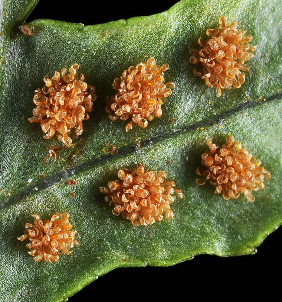 Flora of Eastern Washington Image: Polypodium hesperium