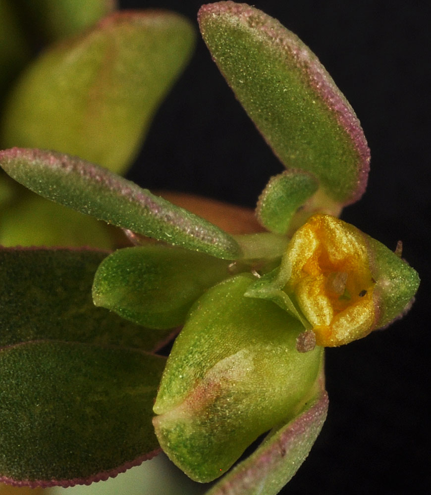 Flora of Eastern Washington Image: Portulaca oleracea