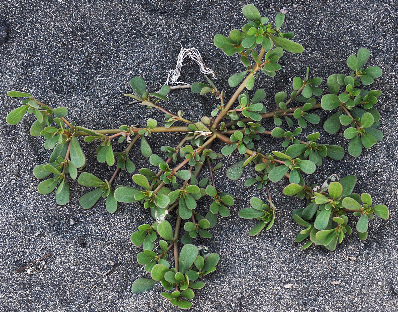 Flora of Eastern Washington Image: Portulaca oleracea