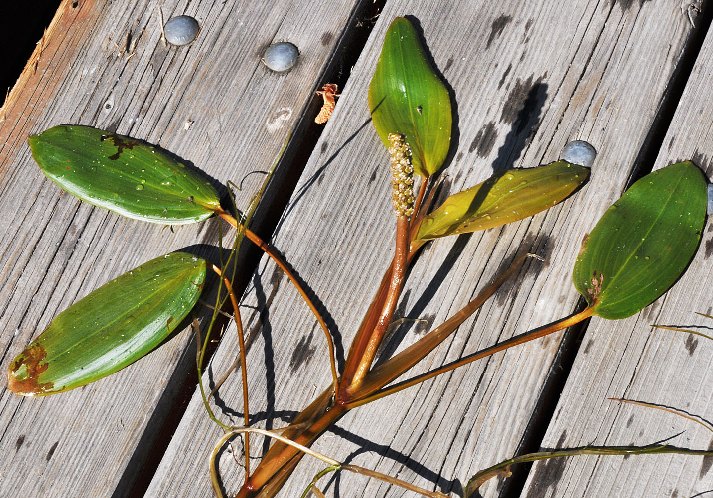 Flora of Eastern Washington Image: Potamogeton amplifolius