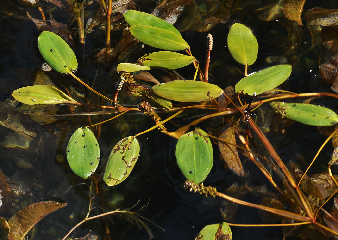 Flora of Eastern Washington Image: Potamogeton amplifolius