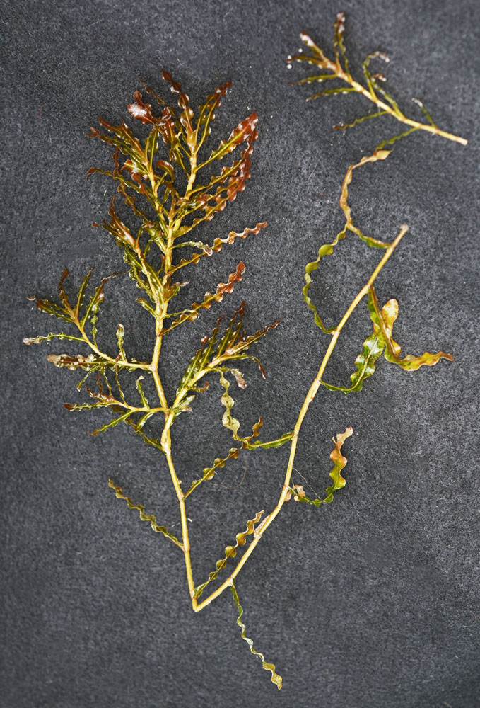 Flora of Eastern Washington Image: Potamogeton crispus